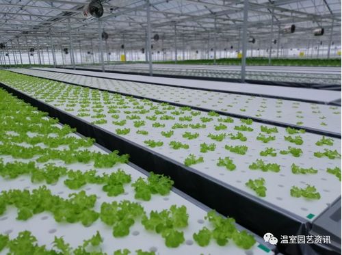 探秘京东植物工厂产销一体化破解农产品销售难题
